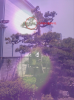 matsu.jpg